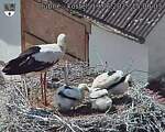 Capi_Dubne_20250619_150003.jpg