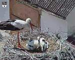 Capi_Dubne_20250619_151503.jpg