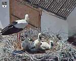 Capi_Dubne_20250619_152003.jpg