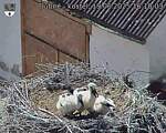 Capi_Dubne_20250619_161003.jpg