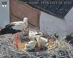 Capi_Dubne_20250619_183002.jpg