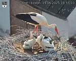 Capi_Dubne_20250619_185503.jpg