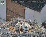 Capi_Dubne_20250619_191004.jpg