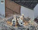 Capi_Dubne_20250619_192502.jpg