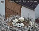 Capi_Dubne_20250619_193003.jpg