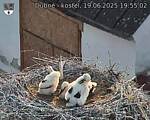 Capi_Dubne_20250619_195503.jpg