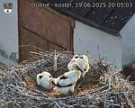 Capi_Dubne_20250619_200503.jpg