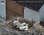 Capi_Dubne_20250619_201002.jpg