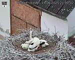 Capi_Dubne_20250619_210002.jpg