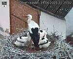 Capi_Dubne_20250619_212502.jpg