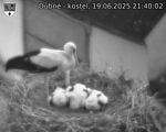 Capi_Dubne_20250619_214003.jpg