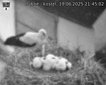 Capi_Dubne_20250619_214502.jpg