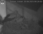 Capi_Dubne_20250620_002002.jpg