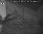 Capi_Dubne_20250620_003502.jpg