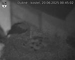Capi_Dubne_20250620_004502.jpg