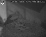 Capi_Dubne_20250620_010003.jpg