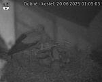 Capi_Dubne_20250620_010503.jpg
