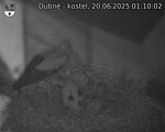 Capi_Dubne_20250620_011002.jpg