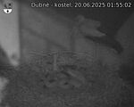 Capi_Dubne_20250620_015502.jpg