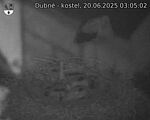 Capi_Dubne_20250620_030502.jpg