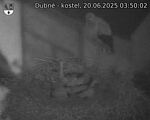 Capi_Dubne_20250620_035002.jpg