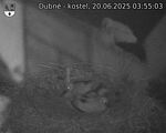 Capi_Dubne_20250620_035503.jpg