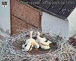 Capi_Dubne_20250620_045503.jpg