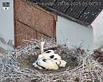 Capi_Dubne_20250620_050003.jpg