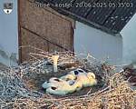 Capi_Dubne_20250620_053503.jpg