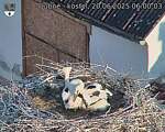 Capi_Dubne_20250620_060003.jpg