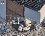 Capi_Dubne_20250620_061003.jpg