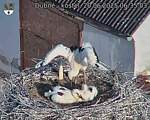 Capi_Dubne_20250620_063503.jpg