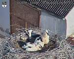 Capi_Dubne_20250620_064003.jpg
