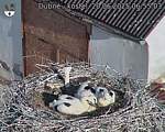 Capi_Dubne_20250620_065503.jpg