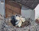 Capi_Dubne_20250620_071003.jpg