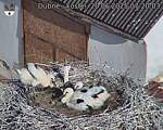 Capi_Dubne_20250620_072003.jpg