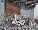 Capi_Dubne_20250620_072503.jpg