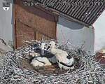 Capi_Dubne_20250620_073003.jpg