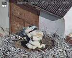 Capi_Dubne_20250620_074003.jpg