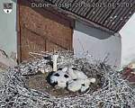 Capi_Dubne_20250620_075003.jpg