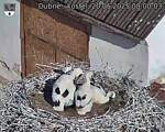 Capi_Dubne_20250620_080003.jpg