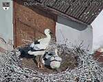 Capi_Dubne_20250620_081003.jpg