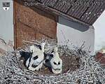 Capi_Dubne_20250620_081503.jpg