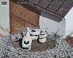 Capi_Dubne_20250620_083003.jpg
