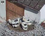 Capi_Dubne_20250620_083503.jpg