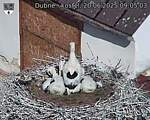 Capi_Dubne_20250620_090503.jpg