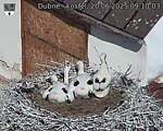 Capi_Dubne_20250620_091003.jpg