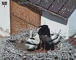 Capi_Dubne_20250620_103003.jpg