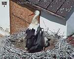 Capi_Dubne_20250620_111003.jpg