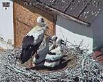 Capi_Dubne_20250620_122003.jpg